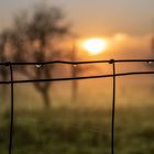 beauty behind the fence