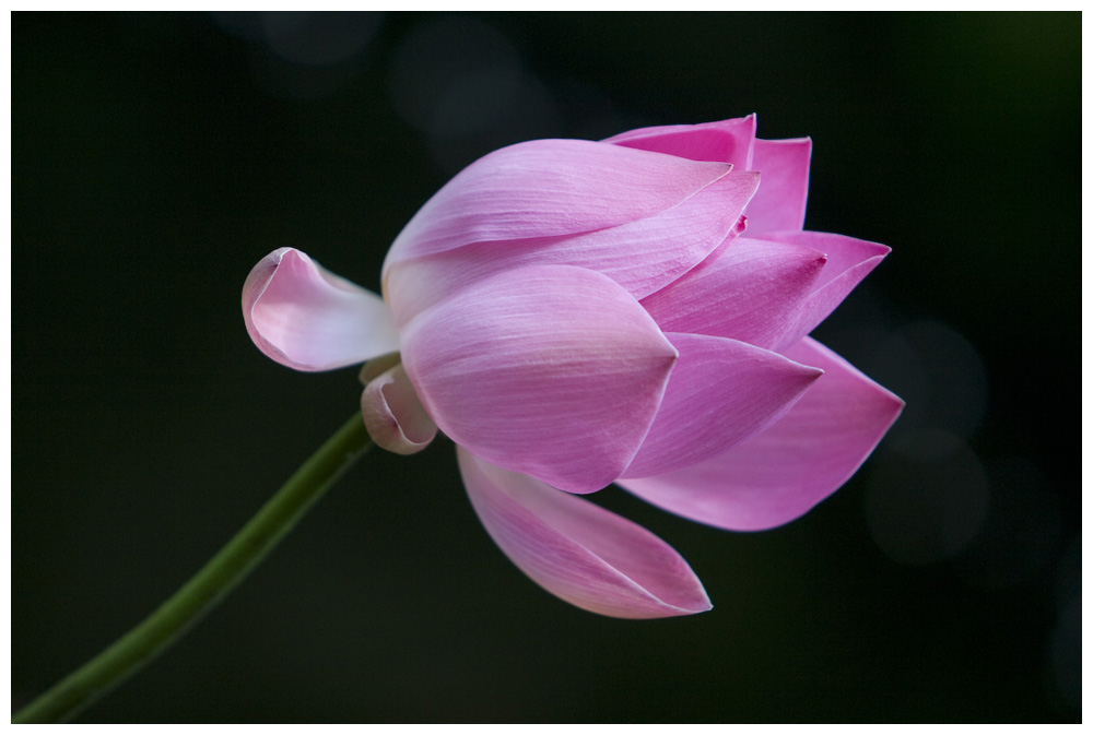 beauty in a pond in bali