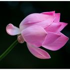 beauty in a pond in bali