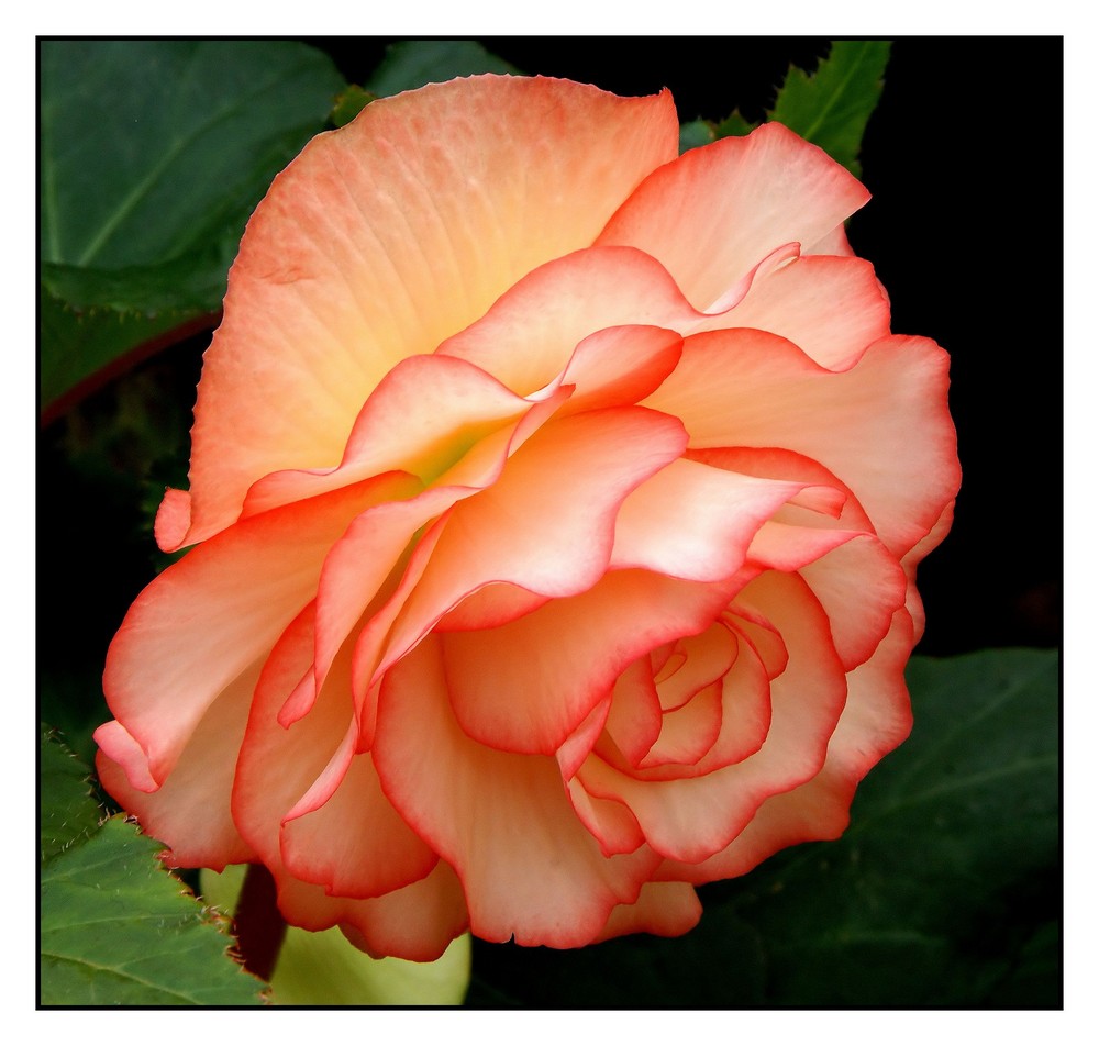 BEAUTY IN BEGONIA