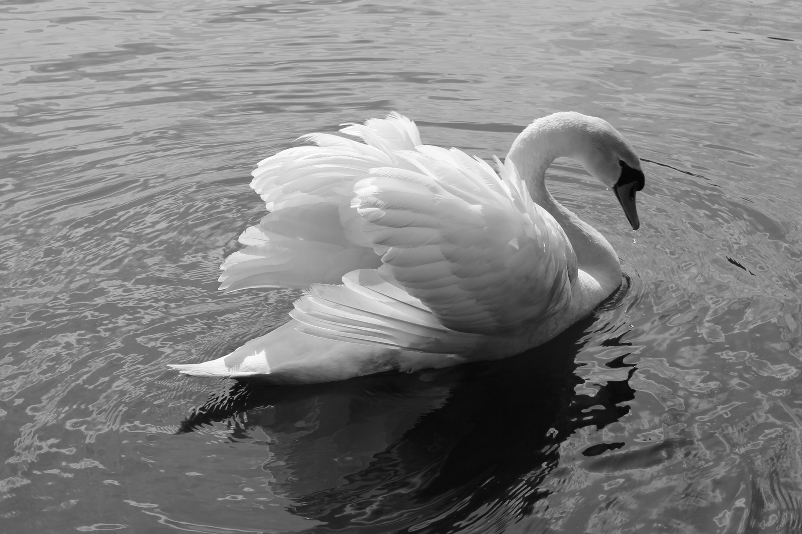 Beauty in Black and white