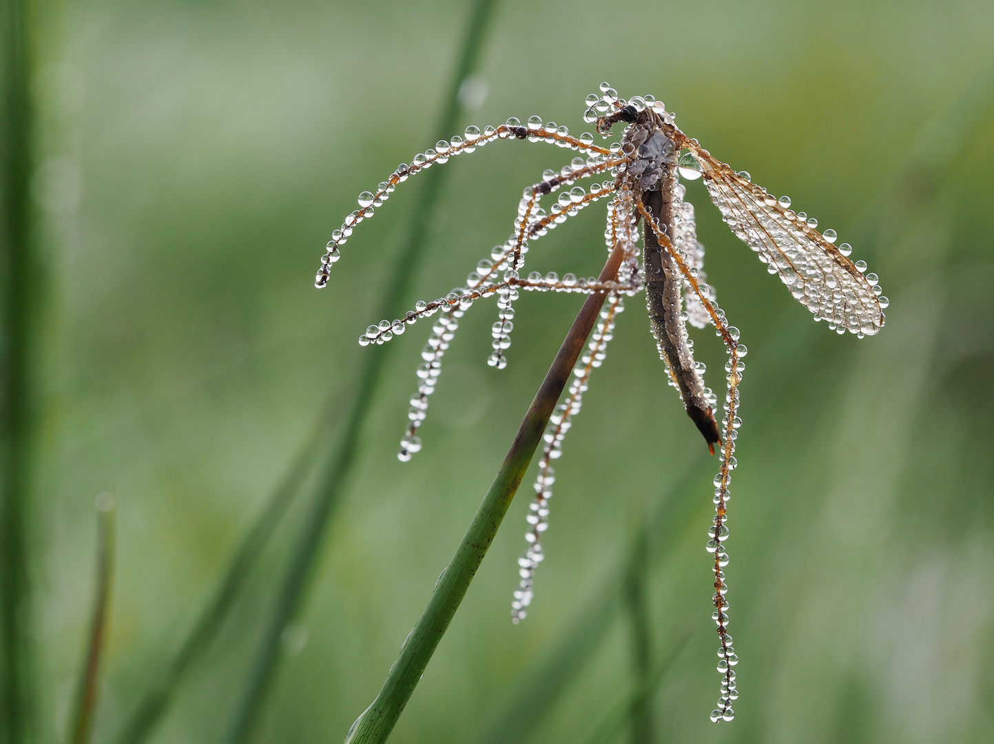 Beauty in death