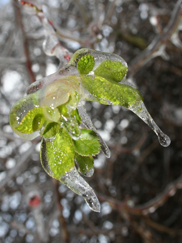 beauty in ice