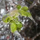 beauty in ice