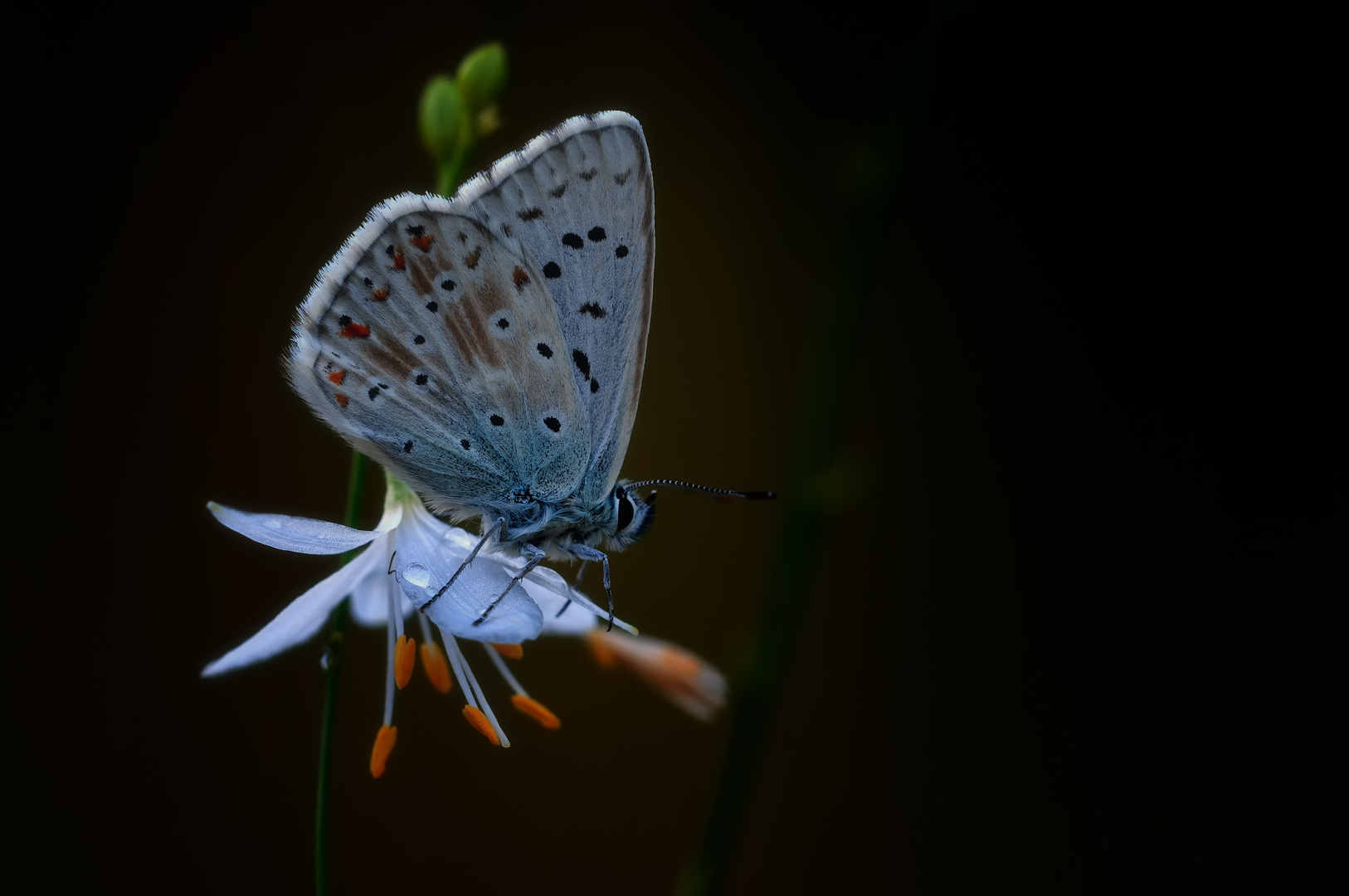 BEAUTY IN NATURE