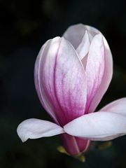 Beauty in pink and white