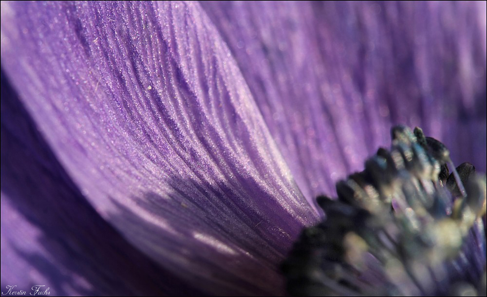 Beauty in purple