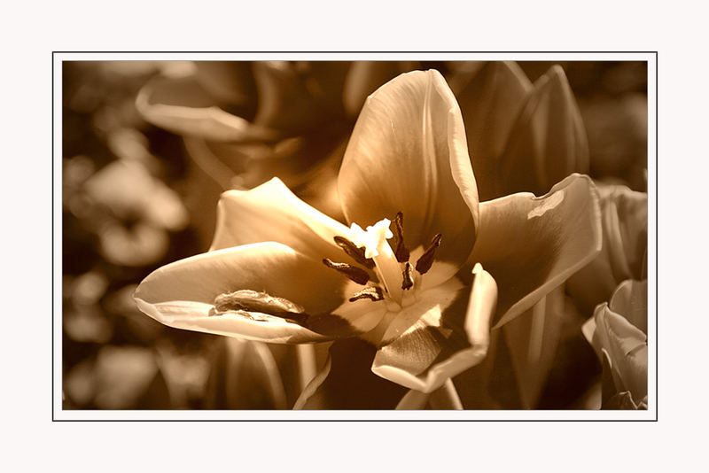 Beauty in Sepia