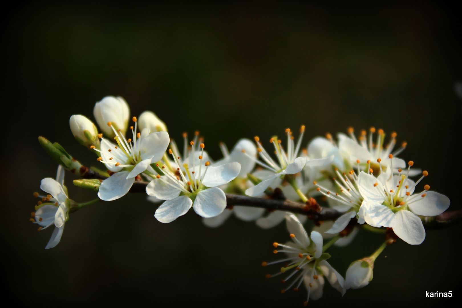 Beauty in Spring