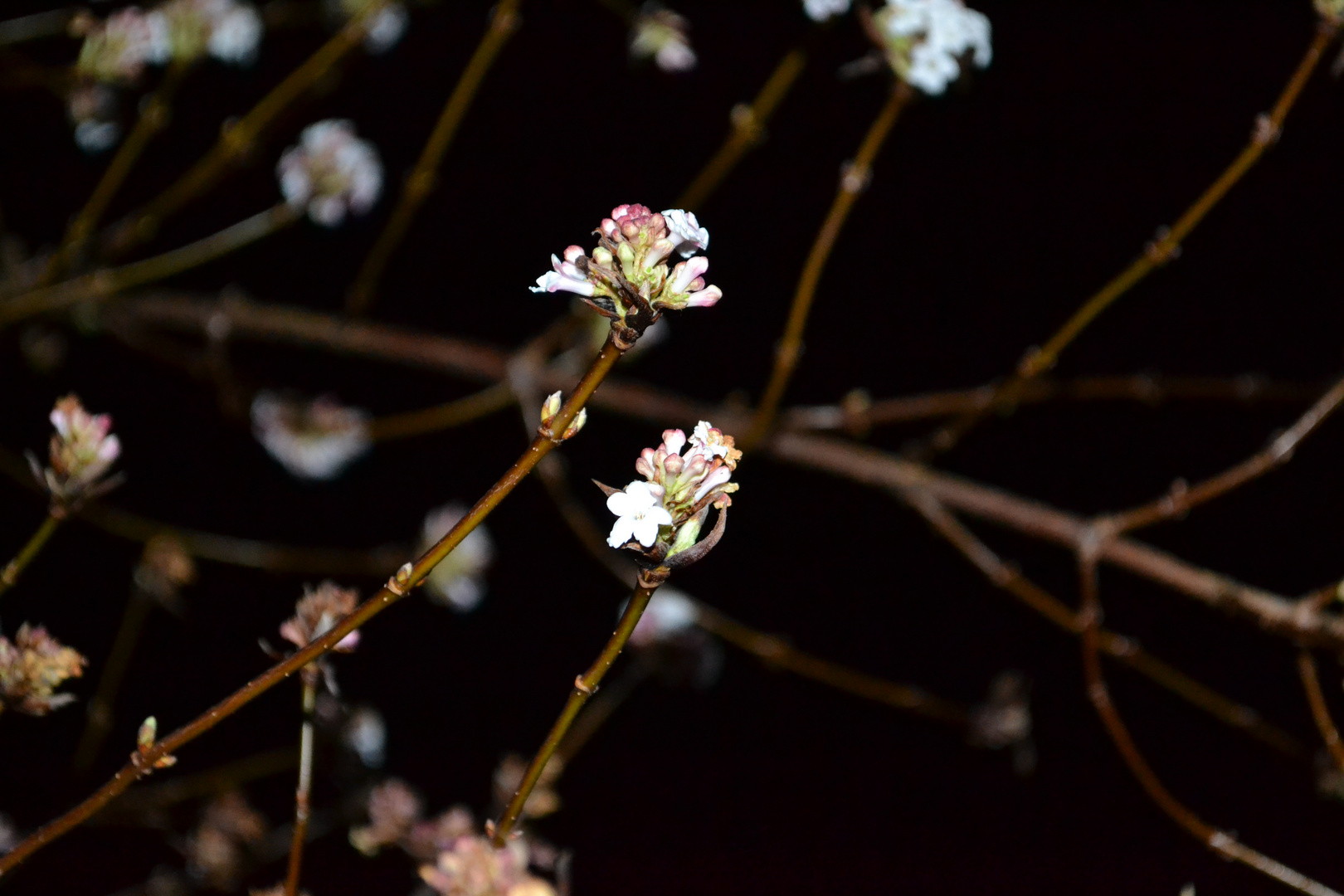 Beauty in the dark