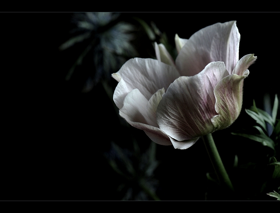 'beauty in the dark'