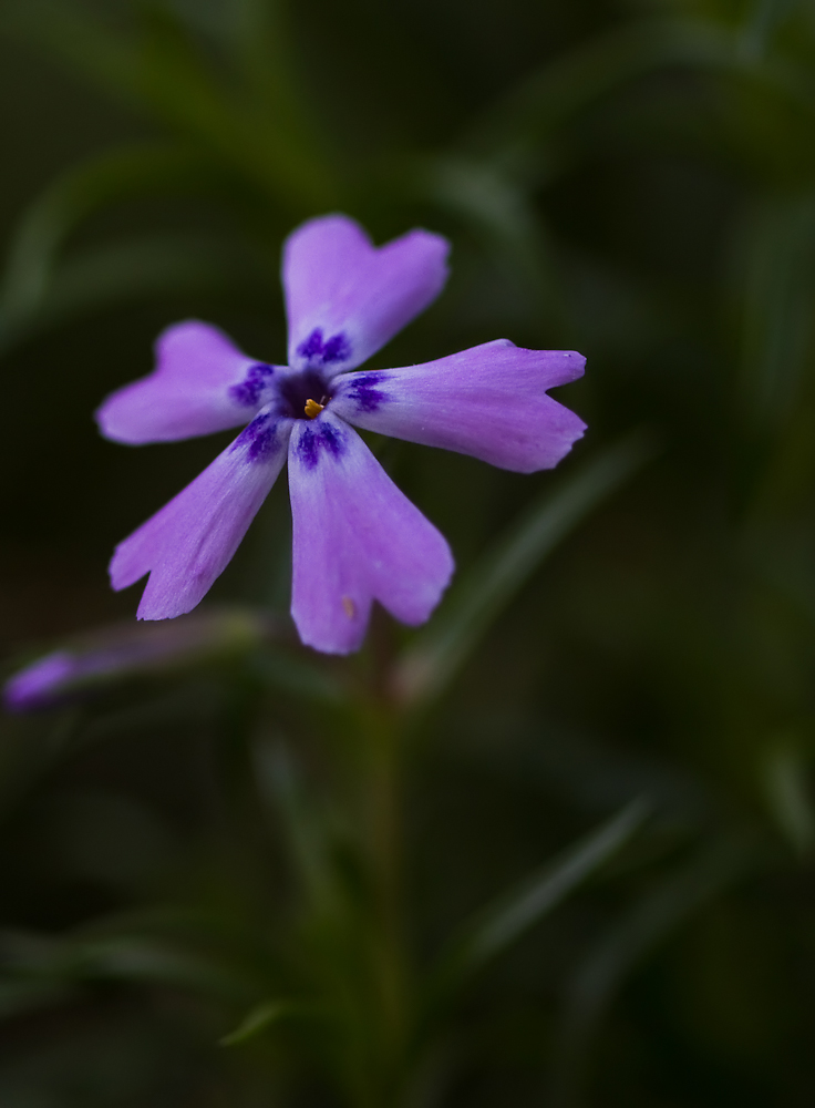 Beauty In the Dark