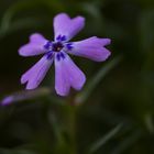 Beauty In the Dark