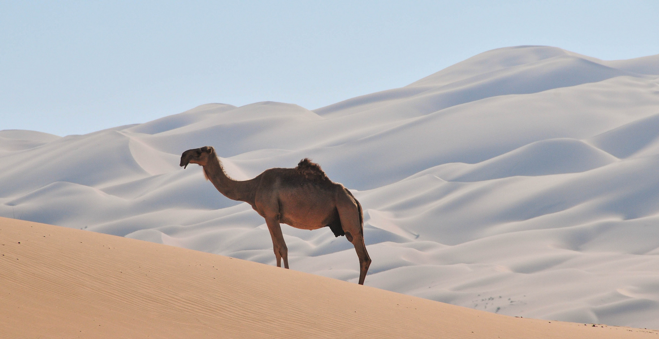 Beauty in the Desert