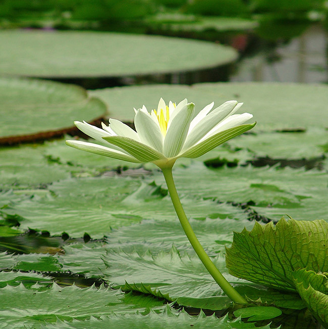 Beauty in the fishpond