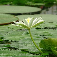 Beauty in the fishpond