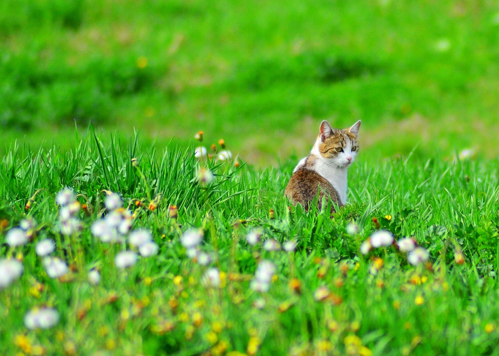 beauty in the grass