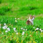 beauty in the grass