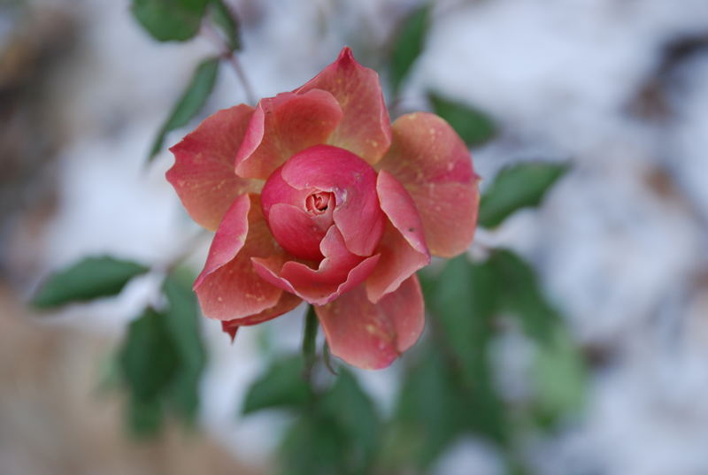 Beauty in the ice (1)