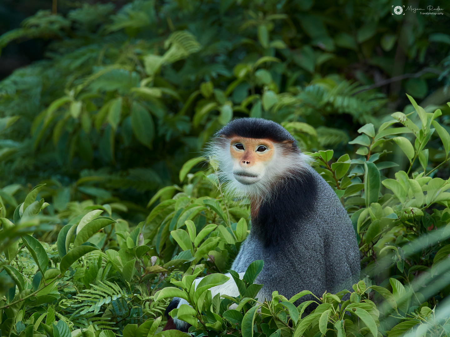 Beauty in the jungle