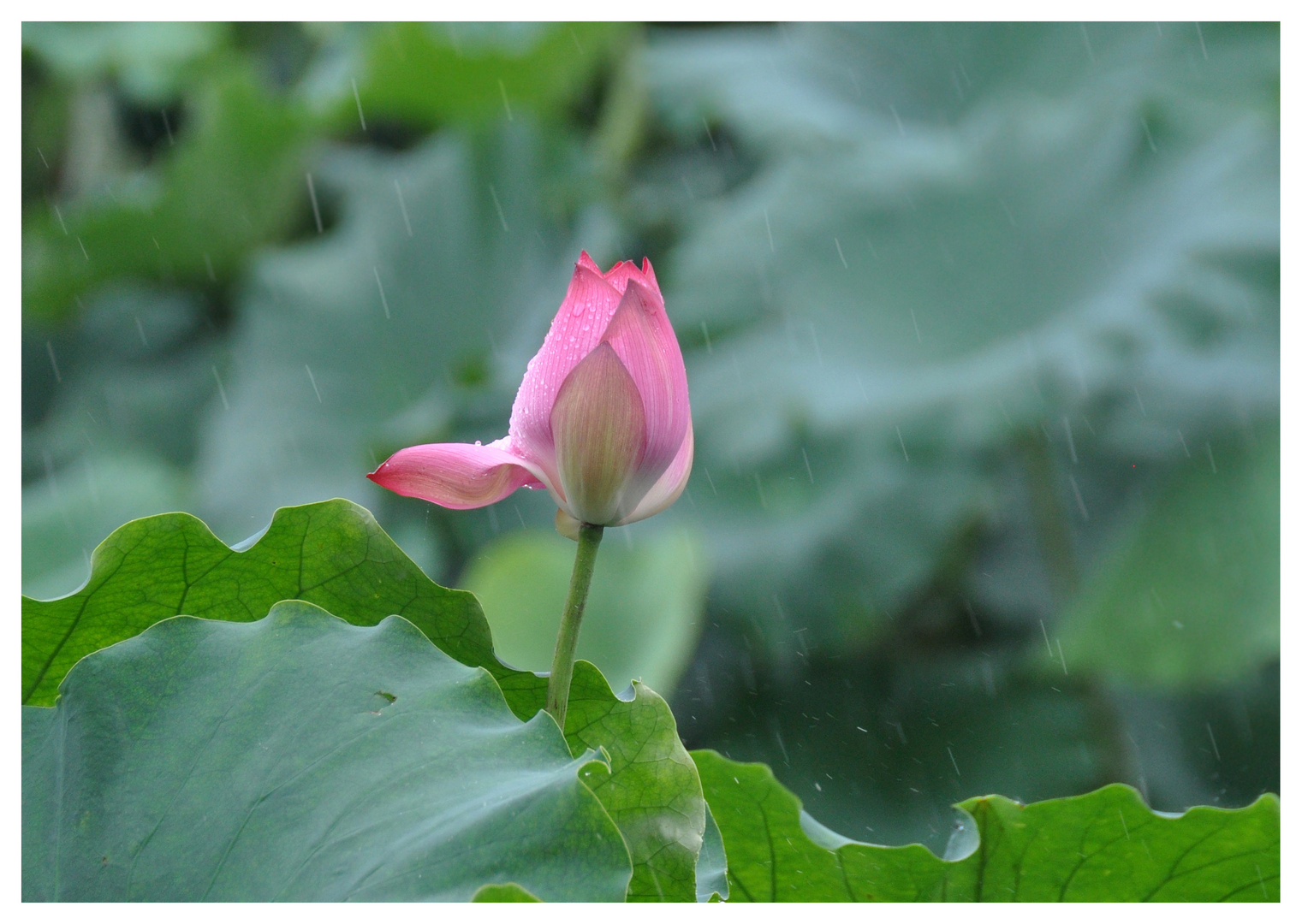 Beauty in the Rain