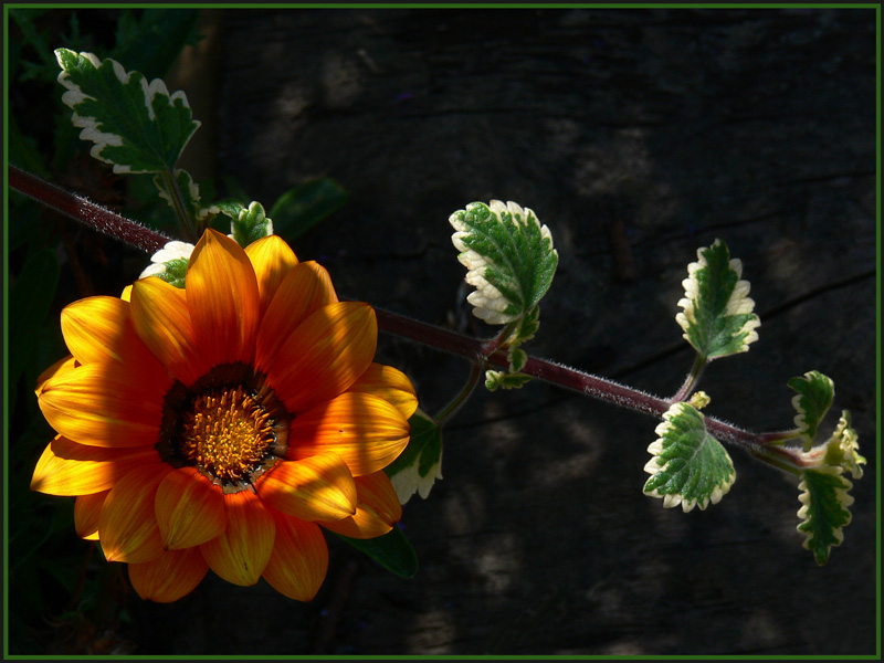 Beauty in the shade.