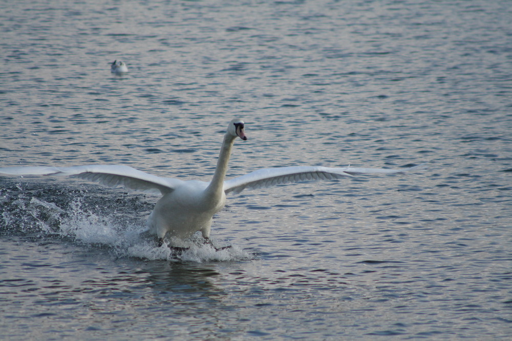 beauty landing