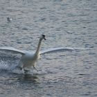 beauty landing