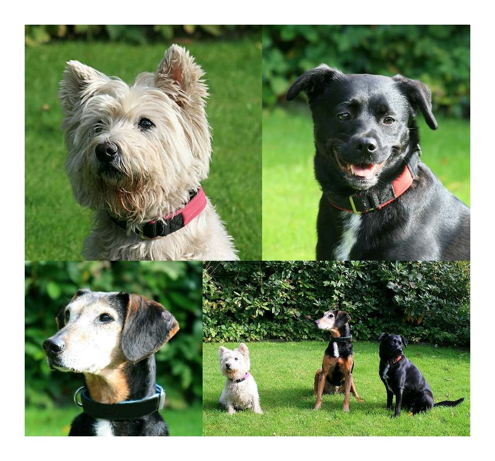 Beauty, Luna und Ronja unsere Gäste aus Emsdetten