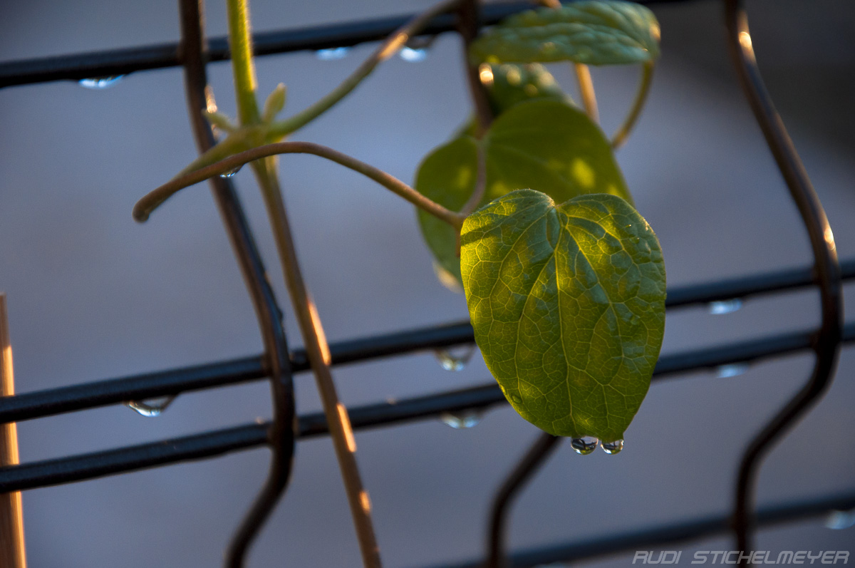 Beauty of a leave