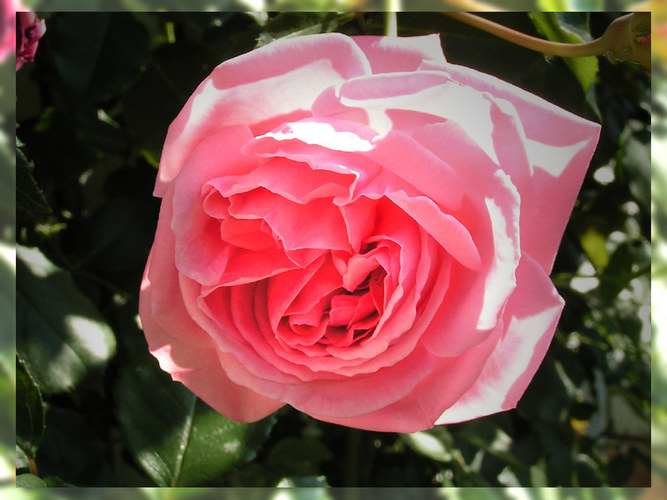 Beauty of a roseblossom...