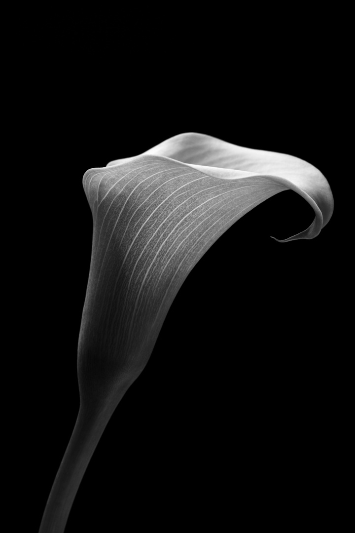 Beauty of calla flower in monochrome