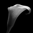 Beauty of calla flower in monochrome