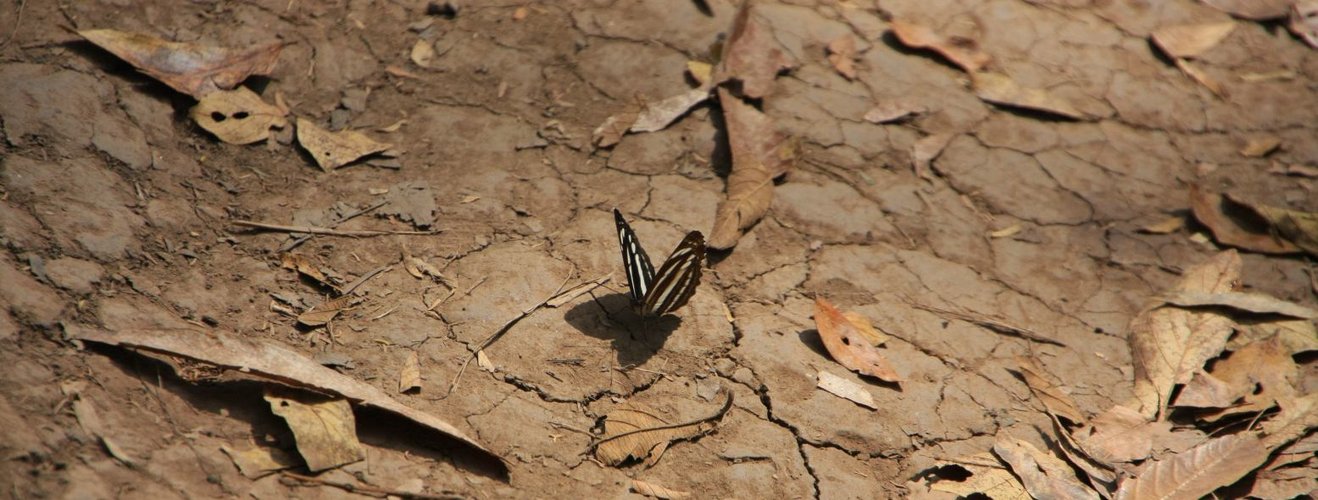 beauty of dryness