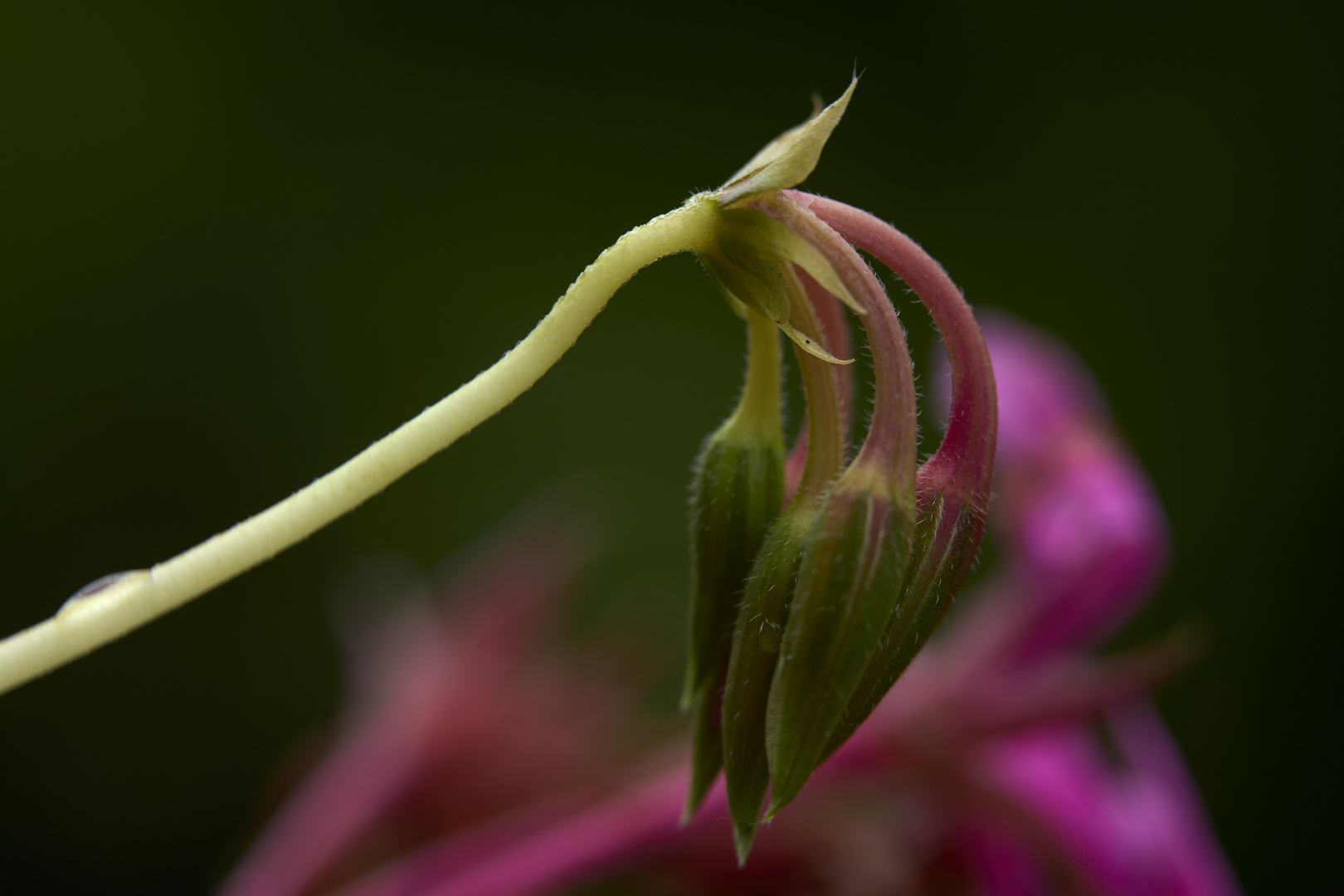 Beauty of flowers