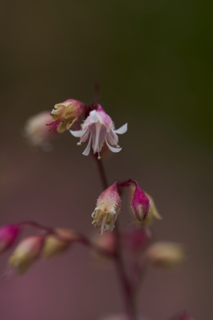 Beauty of flowers