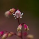 Beauty of flowers