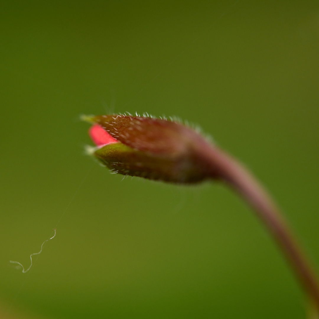 Beauty of flowers