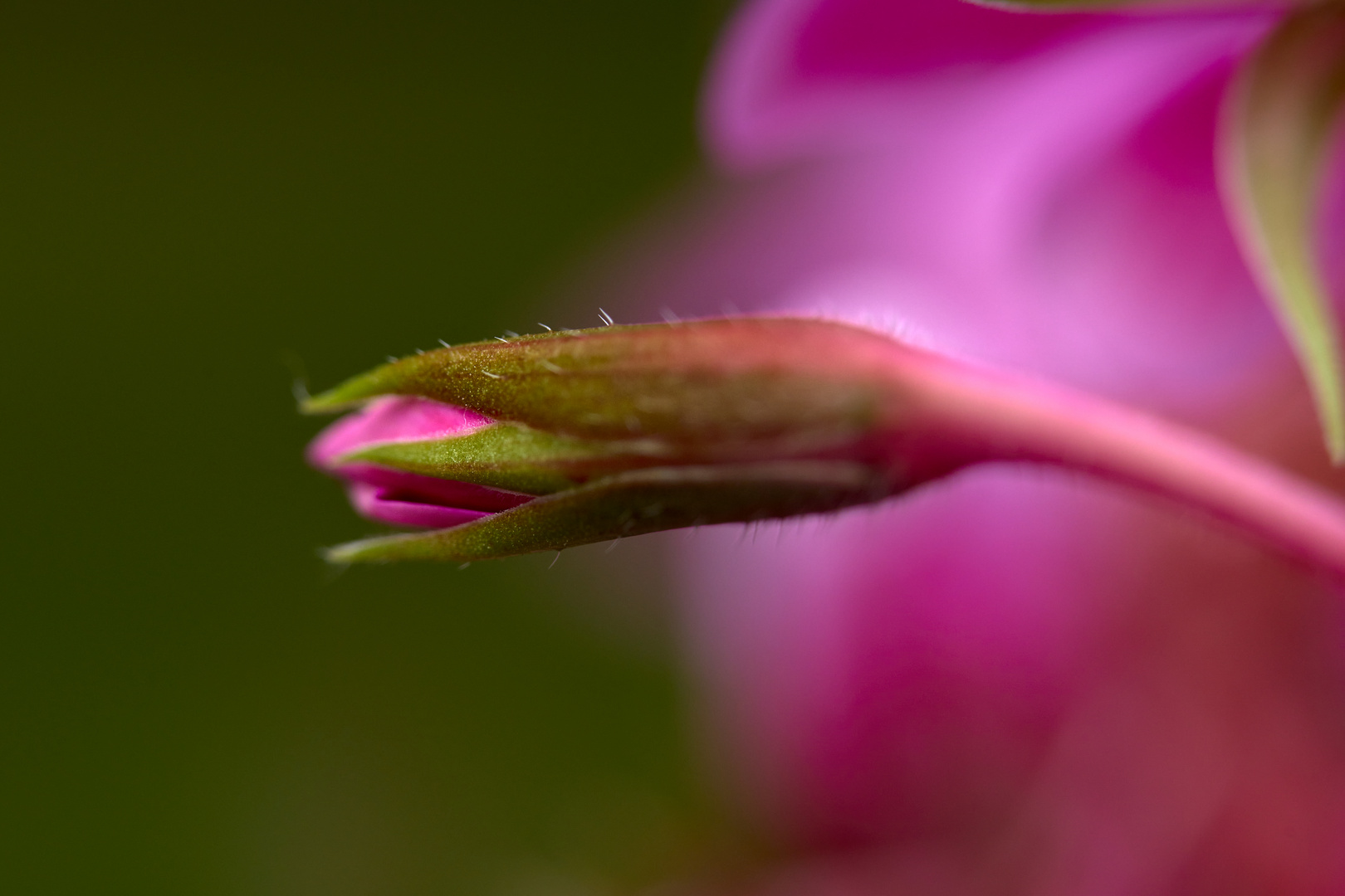 Beauty of flowers