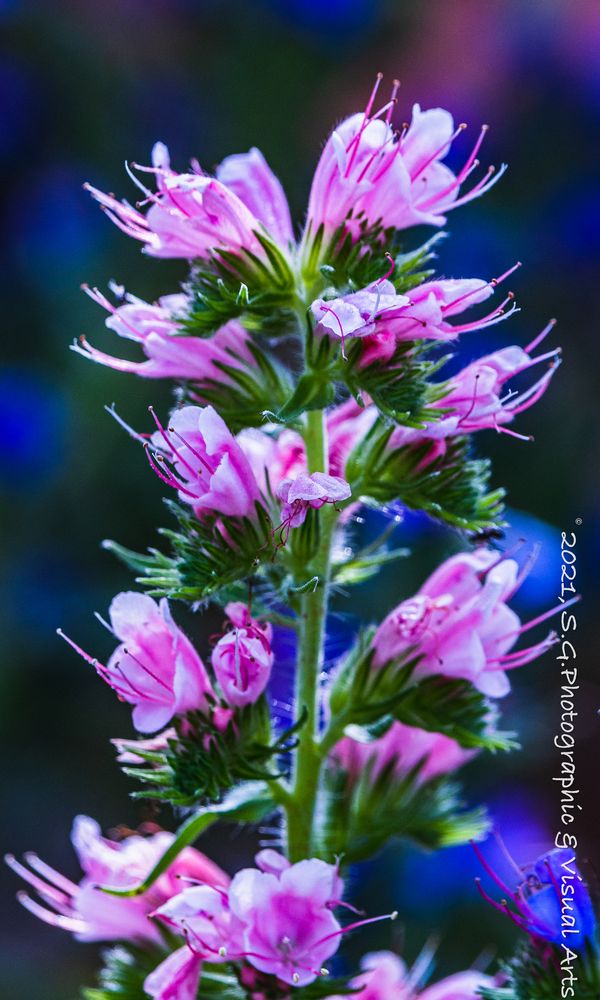 Beauty of Flowers