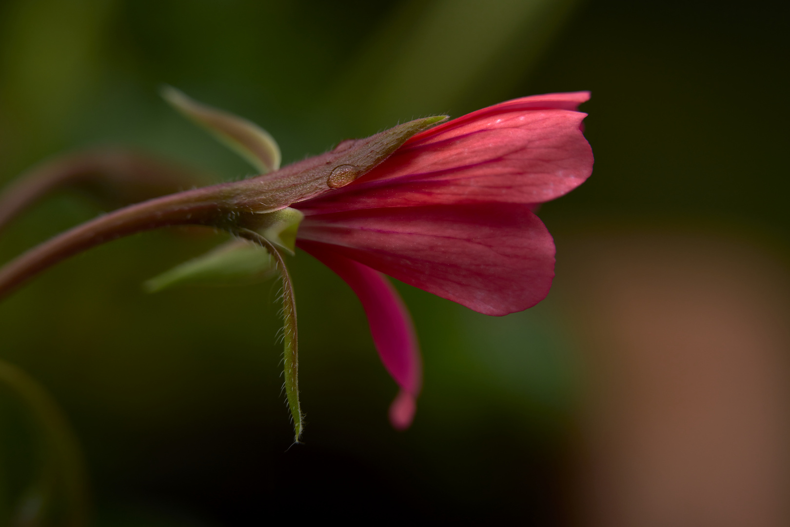 Beauty of flowers