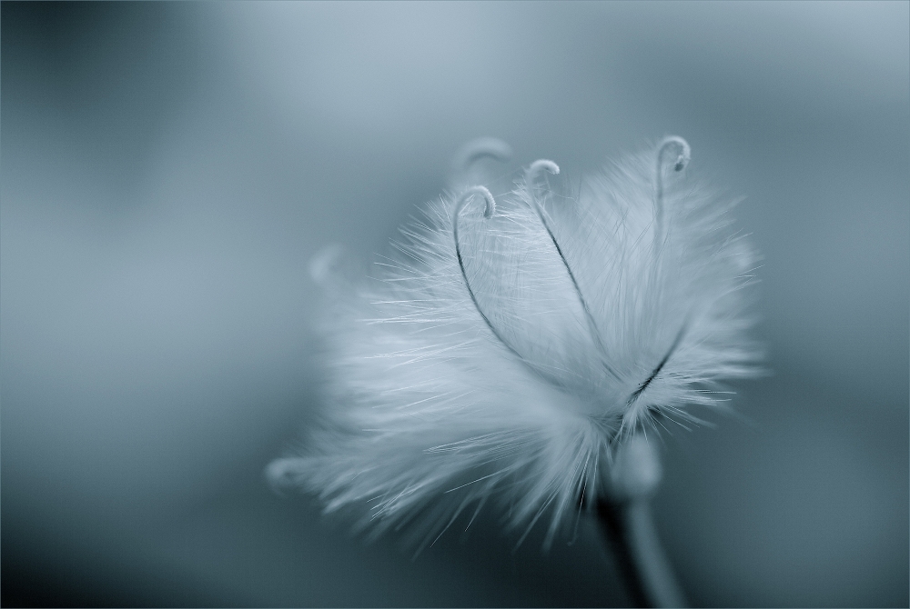 beauty of nature von Thor Schulze