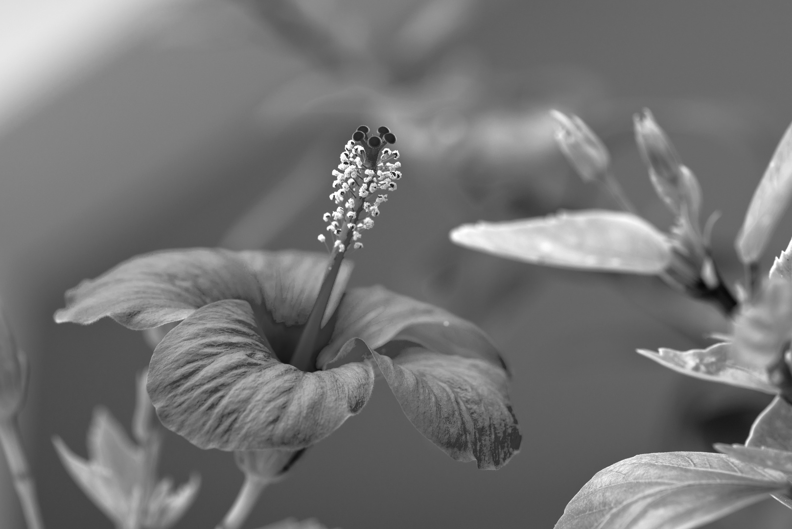 beauty of nature in monochrome - Hibiscus rosa-sinensis