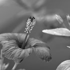 beauty of nature in monochrome - Hibiscus rosa-sinensis