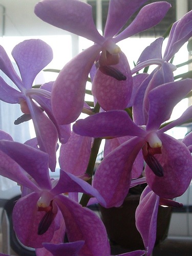 Beauty of orchid