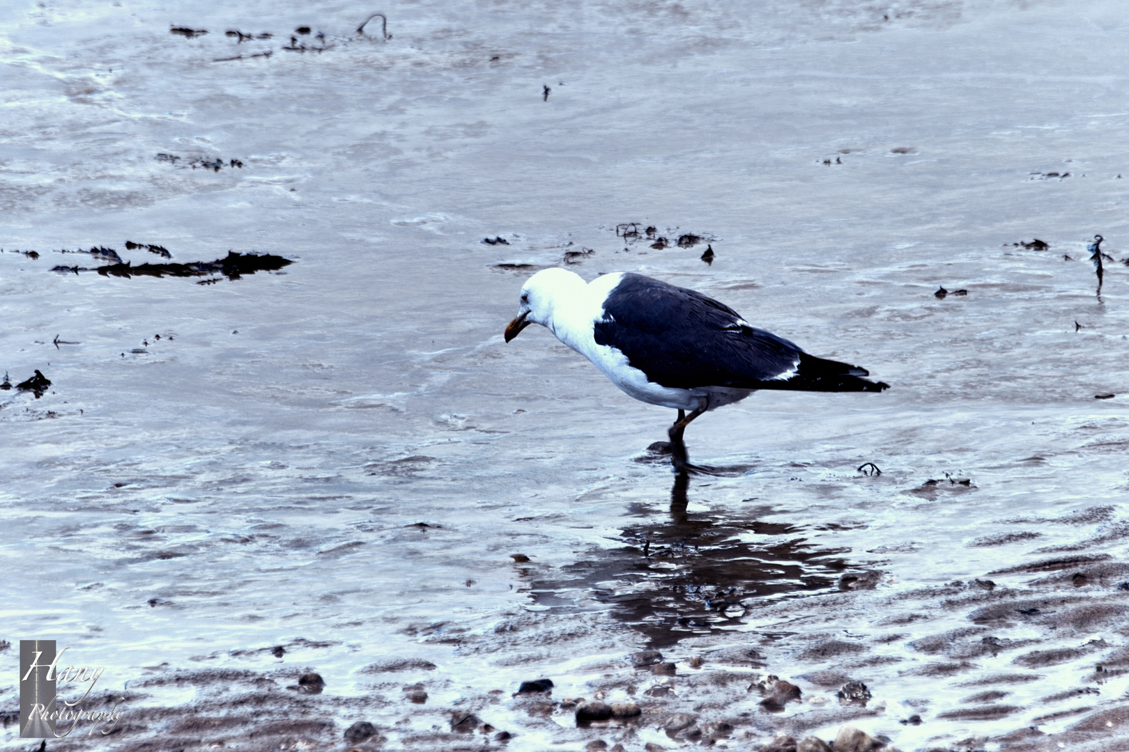 Beauty of Seagull 