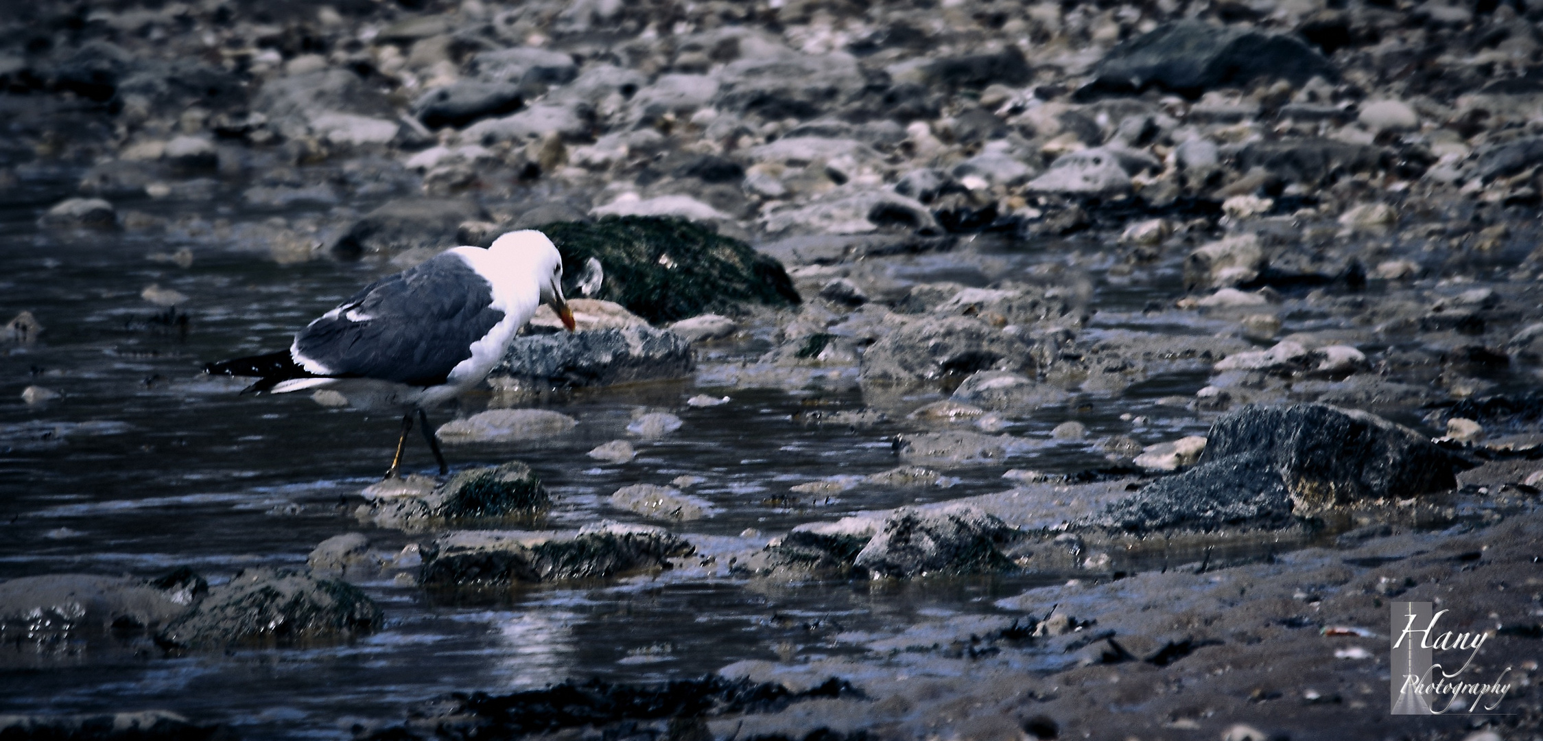 Beauty of Seagull 