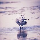 Beauty of Seagull 