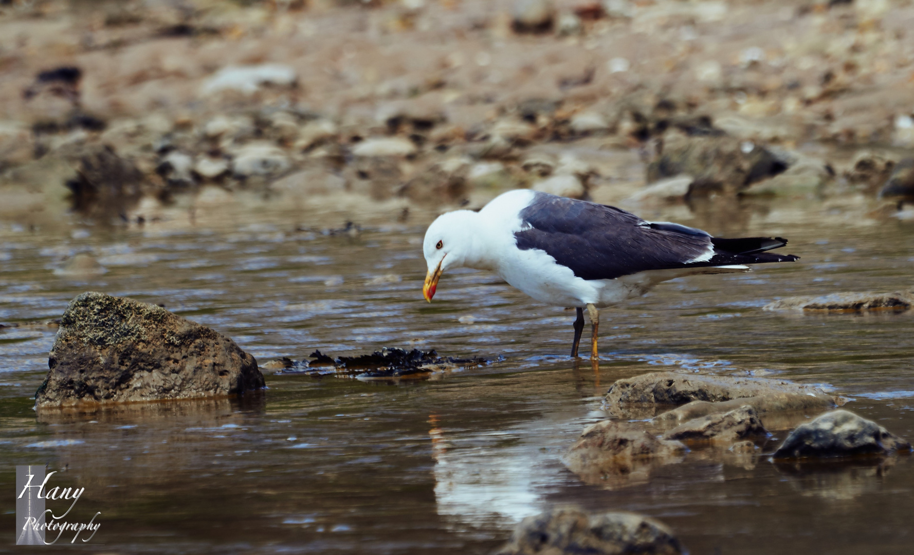 Beauty of Seagull 