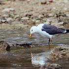 Beauty of Seagull 